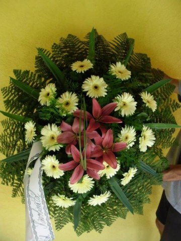 primula 11